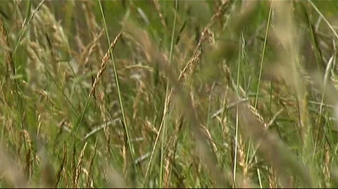 Pasture Video stock 954279