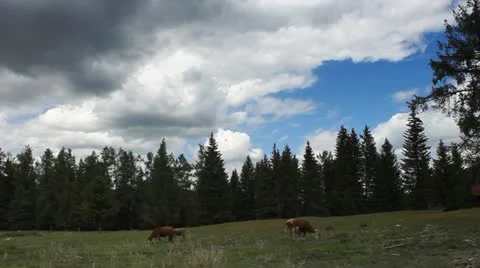 Pasture 動画素材 11635213