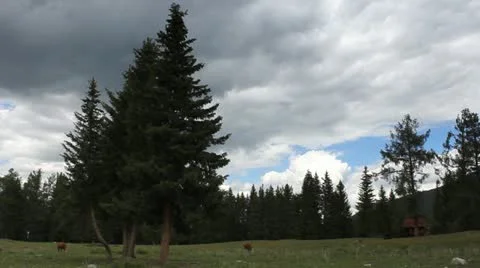 Pasture 動画素材 11635264