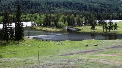 Pasture Stock Footage 11635665