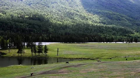 Pasture Stock Footage 11635705