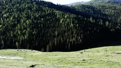Pasture Stock Footage