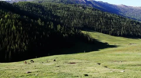 Pasture 動画素材 11636106