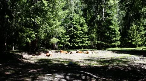 Pasture 動画素材 11636961