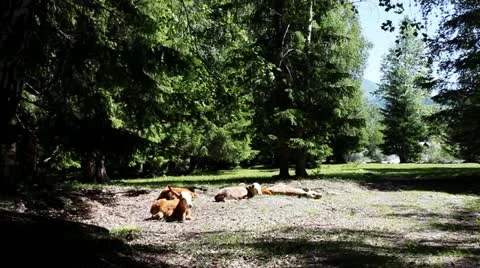 Pasture 動画素材 11637038