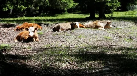 Pasture Stock Footage 11637301