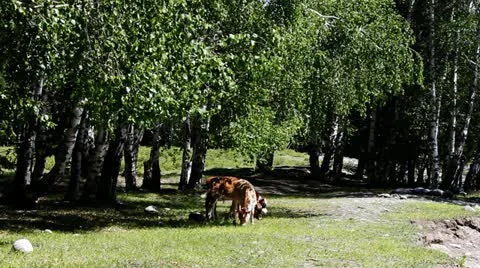 Pasture 動画素材 11637413