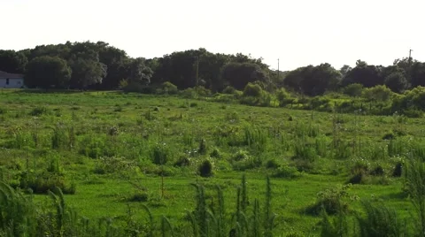 Pasture Grass Blowing in the wind Video stock 63324081