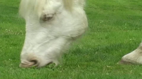 Pasture grass Stock Footage 10900928