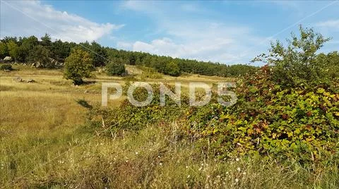 Pasture land and shrubs in Bulgaria's Sredna Gora mountains Stock Photos