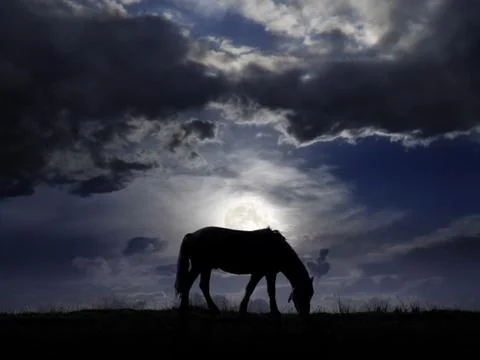 Pasture in the moonlight Stock Photos