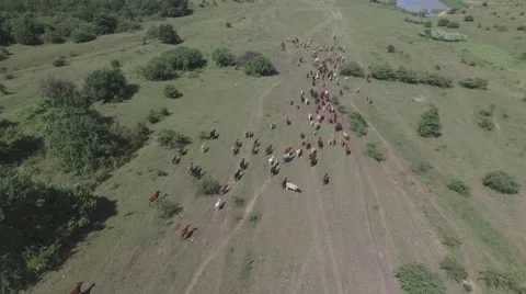 Pasture on a mountain plateau Video stock 65406128