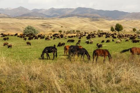 Pasture in the mountains Stock Photos