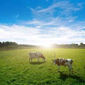 Pasture nature background Stock Photos