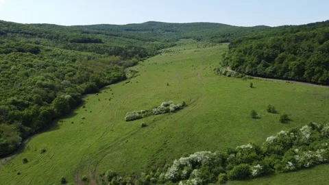 Pasture like a peninsula surrounded by the forest Stock Footage 154710884