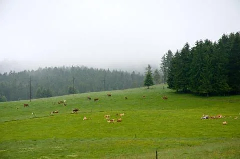 Pasture Stock Photos