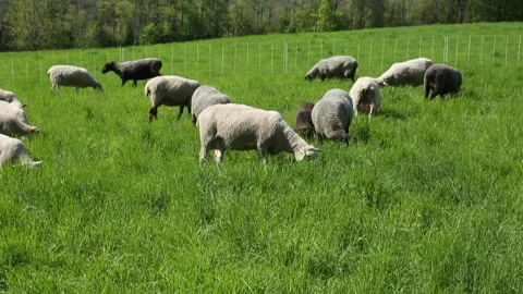 PASTURE SHEEP Stock Footage 182481573