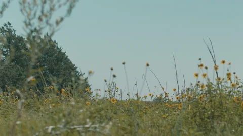 Pasture with Sunflowers Stock Footage 134844901