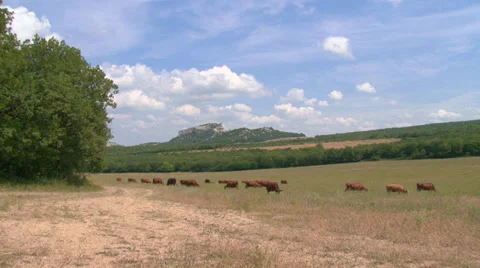 Pasture in the valley Stock Footage 30549252