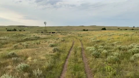 Pasture, windmill and cattle 4K Stock Footage 138811057