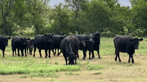 Pastured Beef Cattle Being annoyed By Flies Stock Footage 139079137