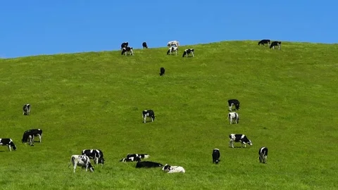 Pastured Herd of Holsteins Видео 332819074
