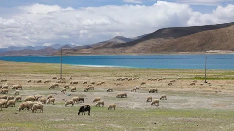 Pastureland by the lake 库存影片 344531150
