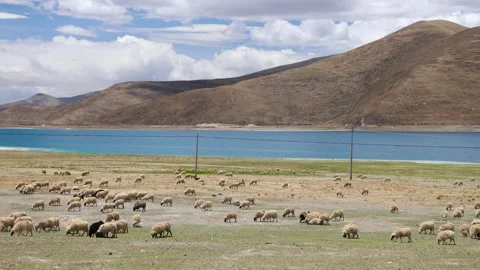 Pastureland by the lake 库存影片 344531185