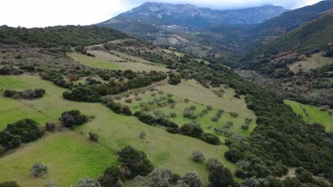 Pastures Forest and Olive Fields at the Foothills of Mount Erymanthos Stock Footage 326935179