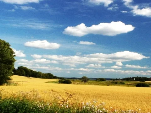Pastures Golder Stock Footage 489960