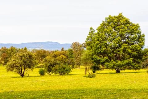 Pastures - Grampians Stock Photos