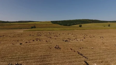 Pastures in Moldova 4 Stockbeeldmateriaal 85790539