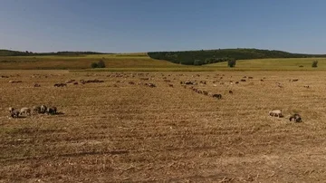 Pastures in Moldova 5 Stockbeeldmateriaal 85506292
