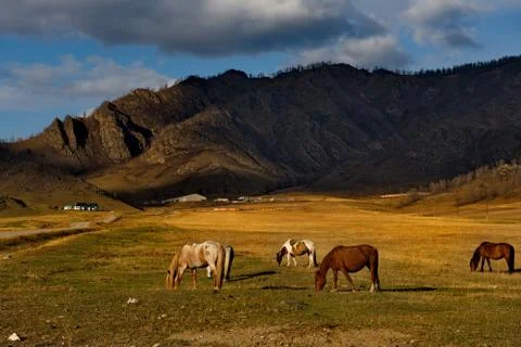 Pastures at sunset Stock Photos