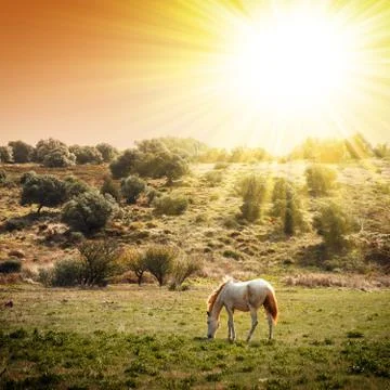 Pasturing horse Stock Photos