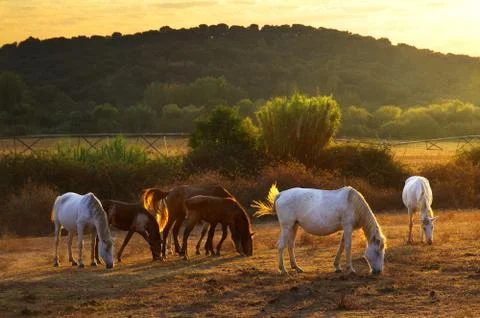 Pasturing horses Stock Photos