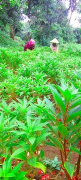Pasuruan, East Java, Indonesia  February 4, 2025: Agricultural balsam garden Stock-Fotos