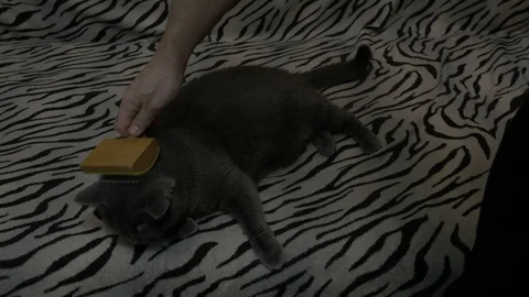 Pat the cat is priceless Stock Footage 101429592