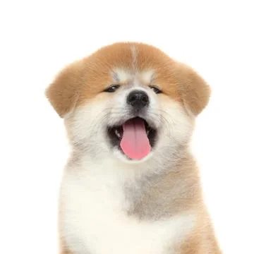 Pat dog Fotos Stock