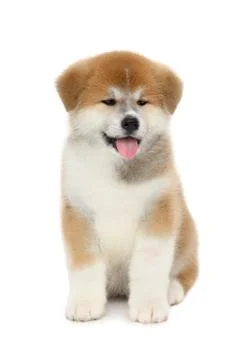 Pat dog Foto stock