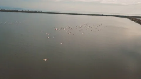 A Pat Of Flamingos Flying In Pattern With Each Other Over A Peaceful Lake Stock Footage 121153830