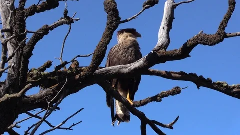 Patagonia: bird of pray seating in a tree. Video stock 103315009