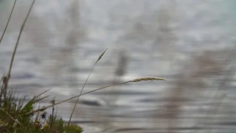 PATAGONIA -CHILE - RIVER Stock Footage 89217887