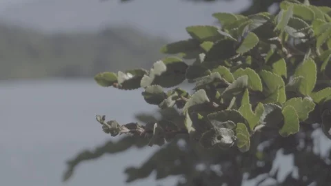 PATAGONIA - CHILE - RIVER - WIND - TREE Stock Footage 89216244