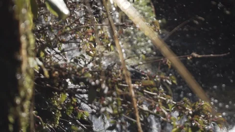 PATAGONIA - CHILE - ROOT - RIVER Stock Footage 89216112