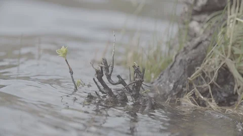 PATAGONIA - CHILE - ROOT - RIVER Stock Footage 89217404