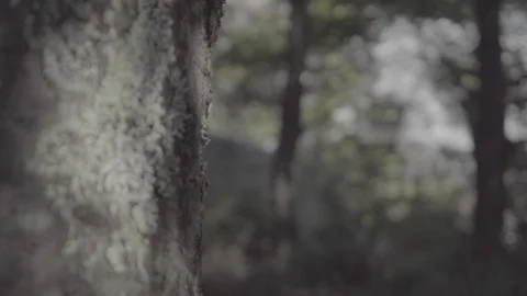 PATAGONIA - FOREST - TREE - WATERFALL Stock Footage 89216316