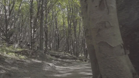 PATAGONIA - FOREST - TREES Stock Footage 89216417