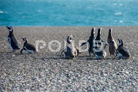 Patagonia Penguin Group While Walking On The Beach