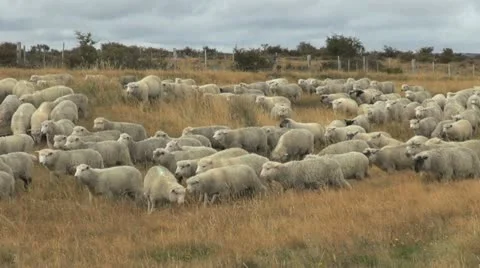 Patagonia sheep Video stock 11115412